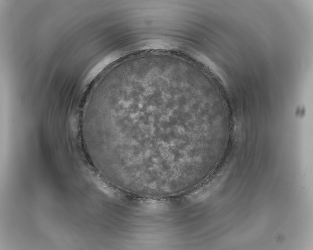 X0000092080874200709121442