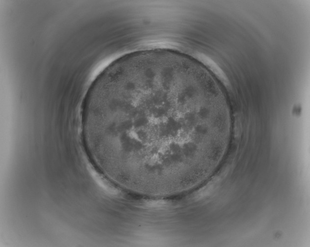 X0000092081031200709121440