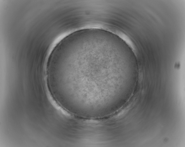 X0000092081088200709121439
