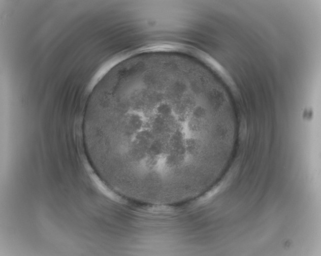 X0000092081417200709121435