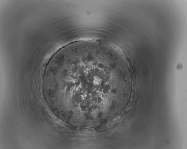 X0000092080337200709191229