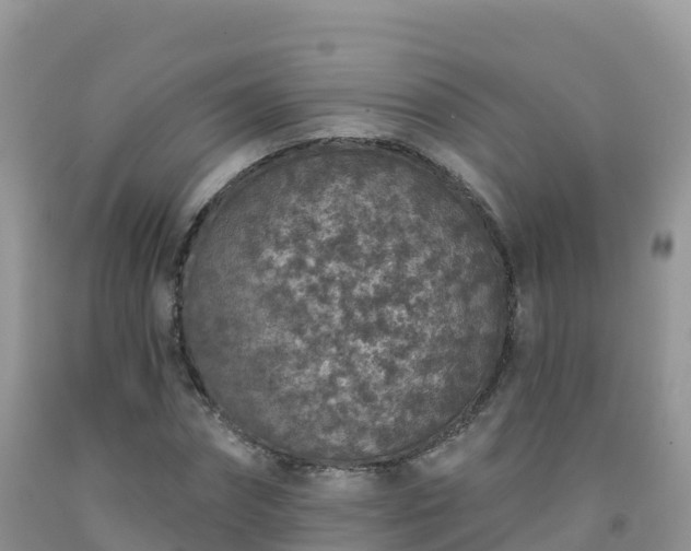 X0000092080874200709191222