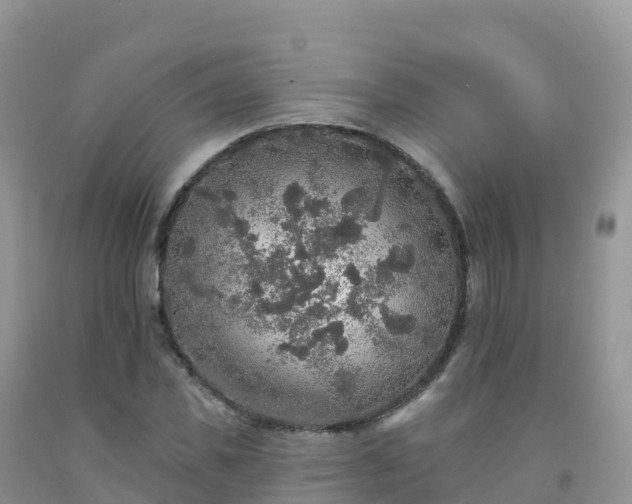 X0000092080925200709191221