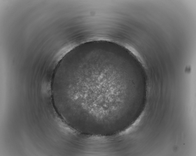 X0000092080977200709191221