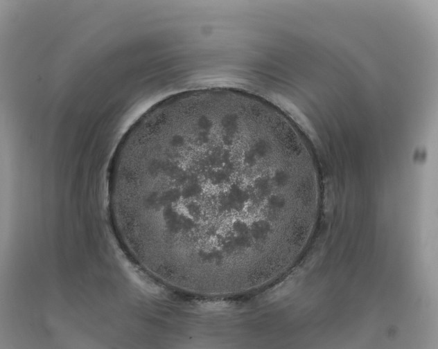X0000092081031200709191220