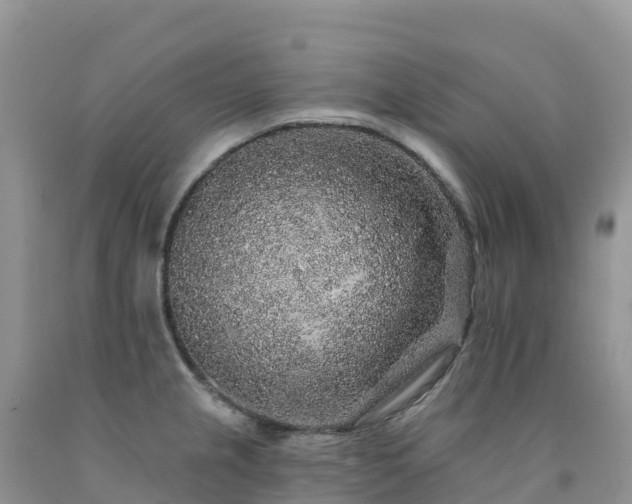 X0000092081237200709191218