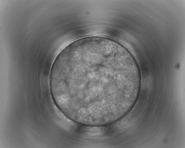 X0000092081338200709191217