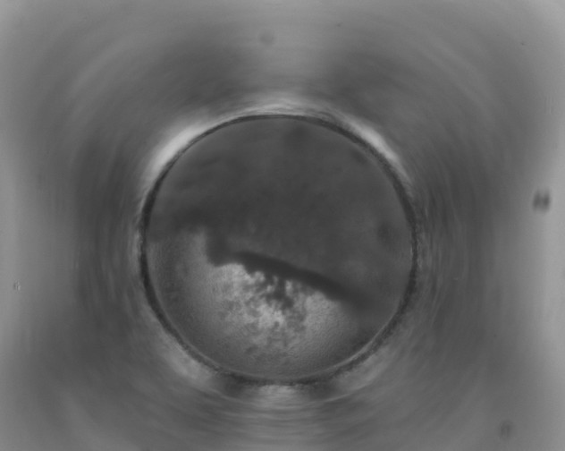 X0000092081463200709191215