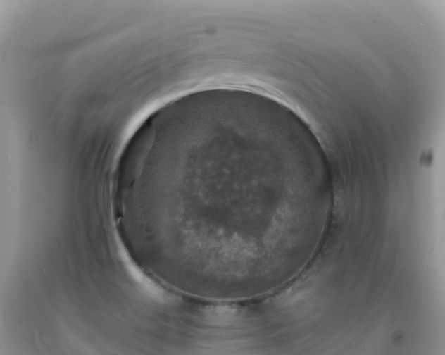 X0000092081515200709191214