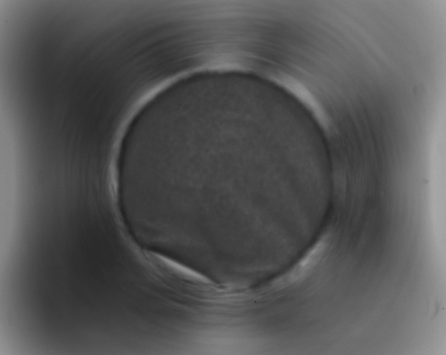 X0000092080935200709262101