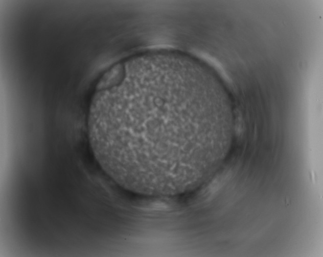 X0000092081255200709262058