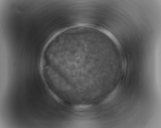 X0000092081294200709262057