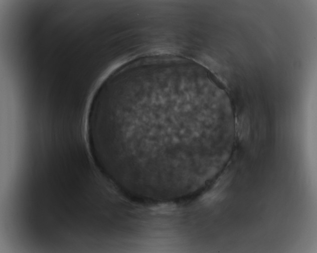 X0000092080196200710031142