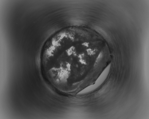 X0000092080630200710031137