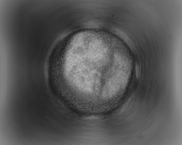 X0000092080675200710031137