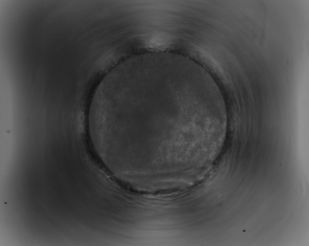 X0000092080689200710031137