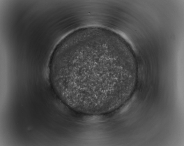 X0000092080879200710031134