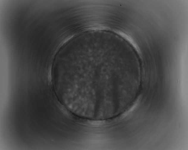 X0000092080889200710031134