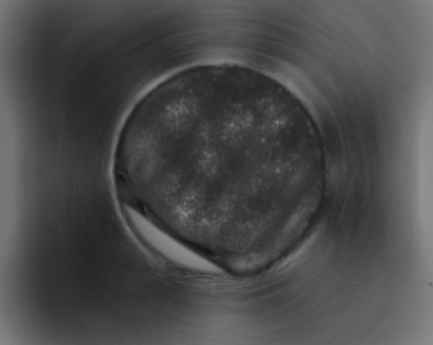 X0000092080943200710031134