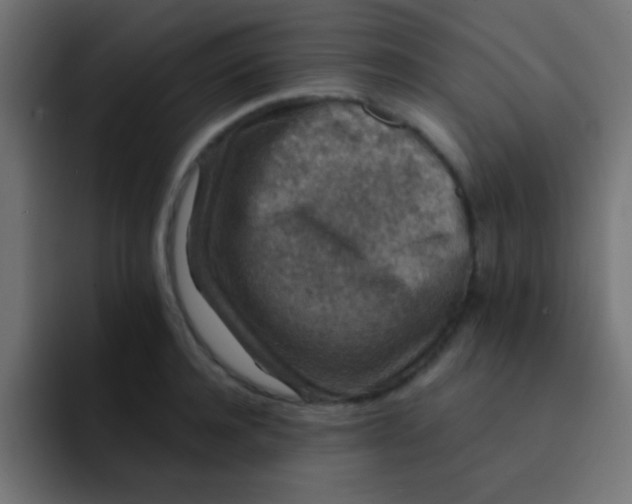 X0000092080944200710031134