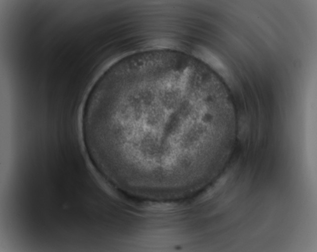 X0000092081039200710031133