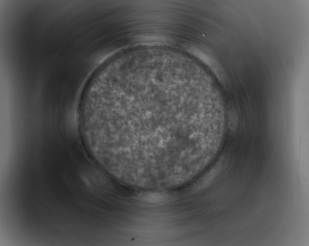 X0000092081074200710031132