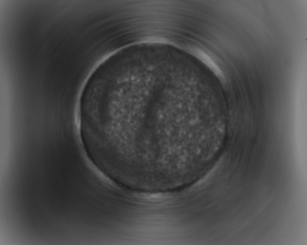 X0000092081084200710031132