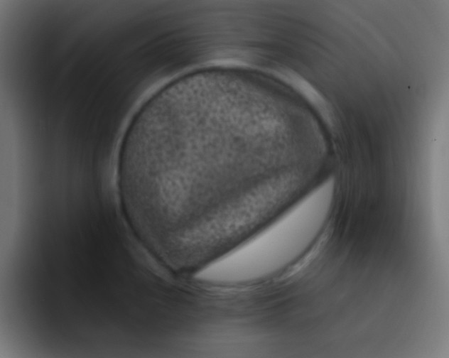 X0000092081240200710031131