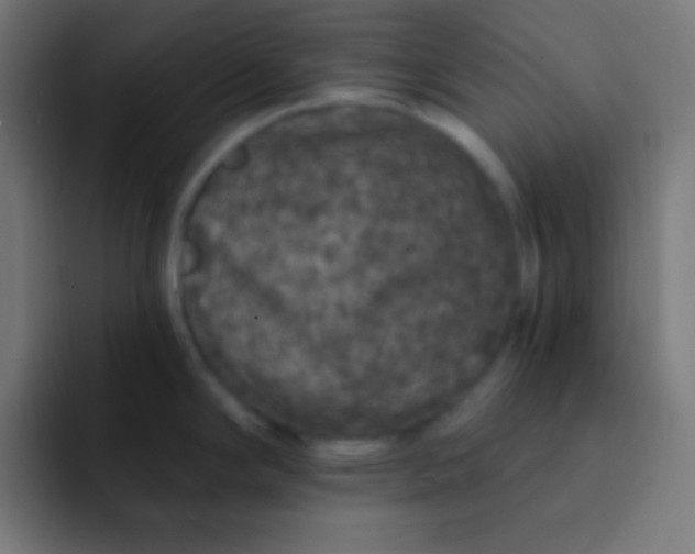 X0000092081294200710031130