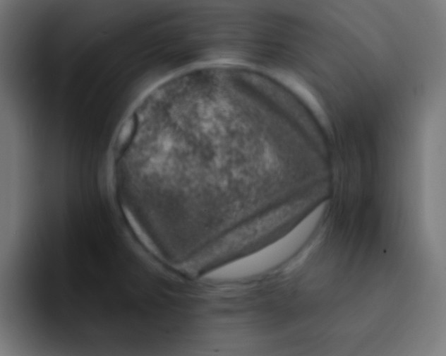 X0000092081382200710031129