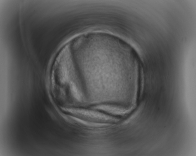 X0000092081525200710031127