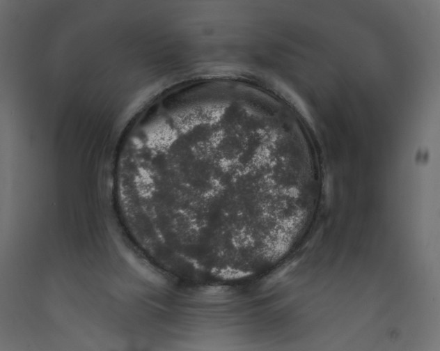 X0000092080059200710101049