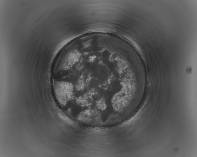 X0000092080779200710101039