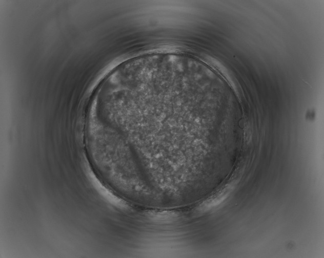 X0000092080851200710101039