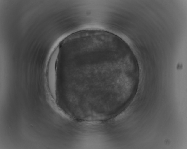 X0000092080864200710101039