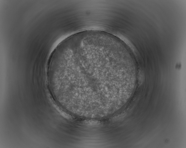 X0000092080886200710101038