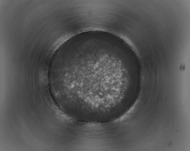 X0000092080977200710101037