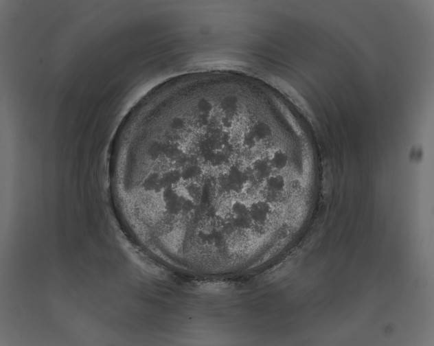 X0000092081031200710101036