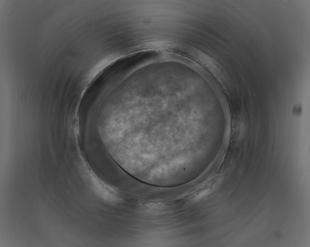 X0000092081034200710101036