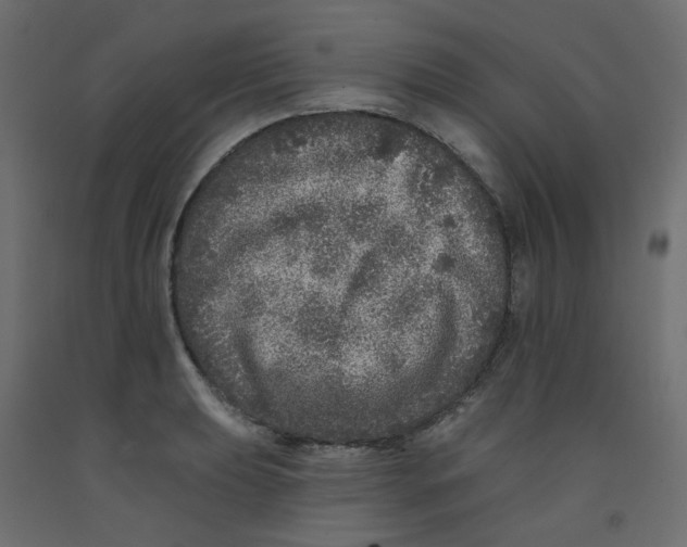 X0000092081039200710101036