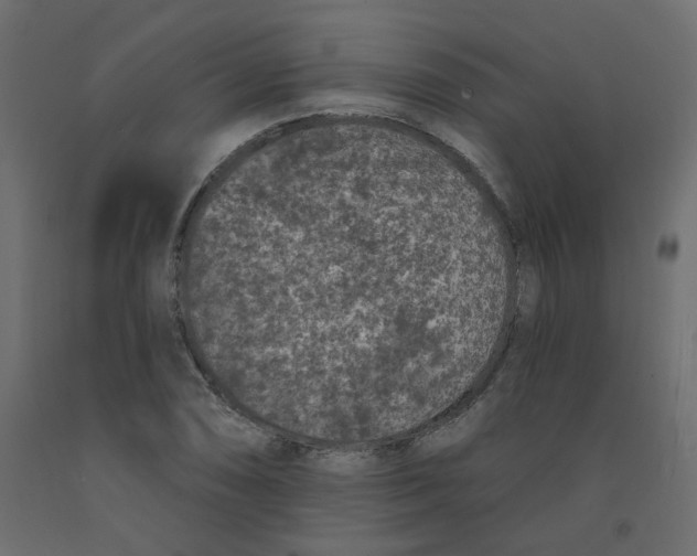 X0000092081074200710101035