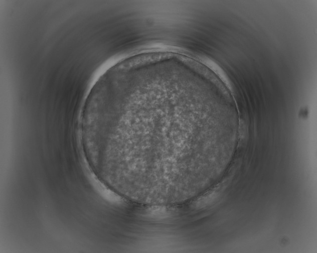 X0000092081098200710101035