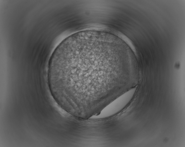 X0000092081099200710101035