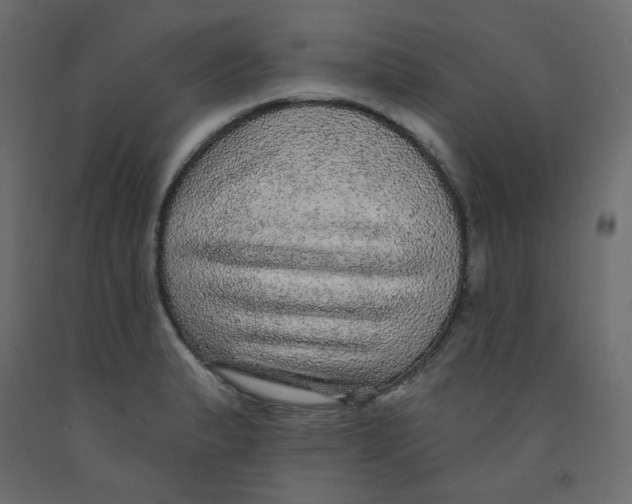 X0000092081183200710101034