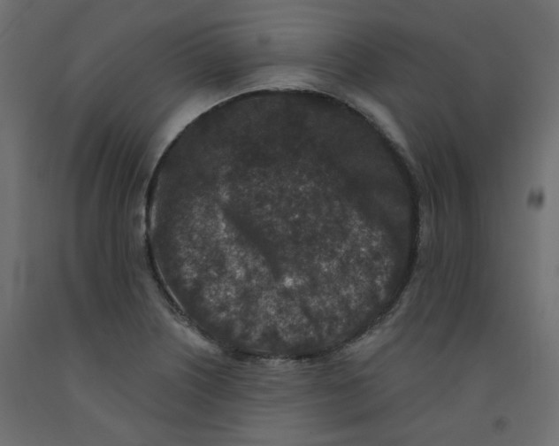 X0000092081226200710101033