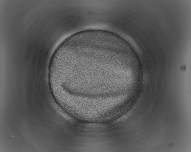 X0000092081232200710101033