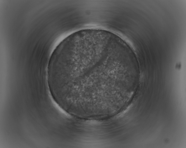 X0000092081239200710101033