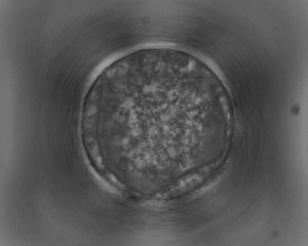 X0000092081245200710101033