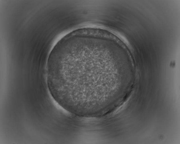 X0000092081247200710101033