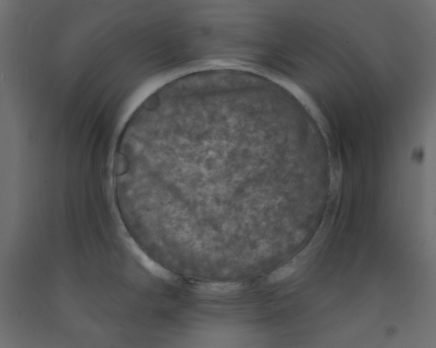 X0000092081294200710101032